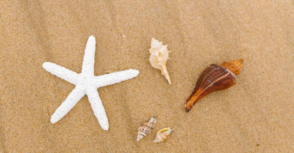Marine Biology - Sea Shells and a Starfish on the Beach Sand